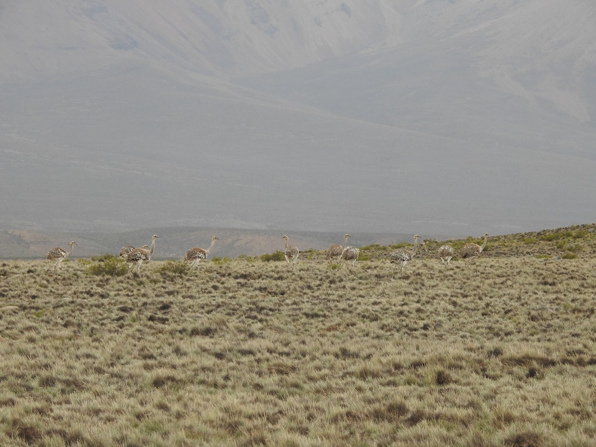 Lesser Rhea - ML210423921