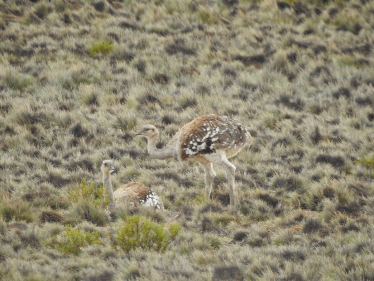 Lesser Rhea - ML210423951