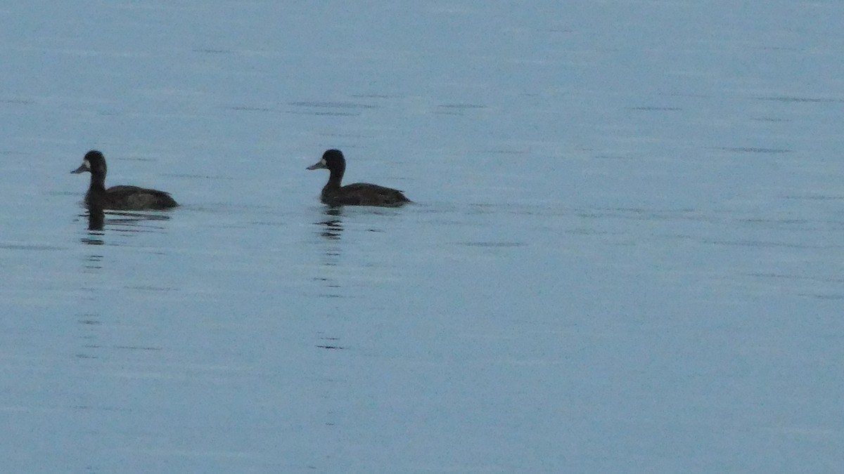 Greater Scaup - ML210425871