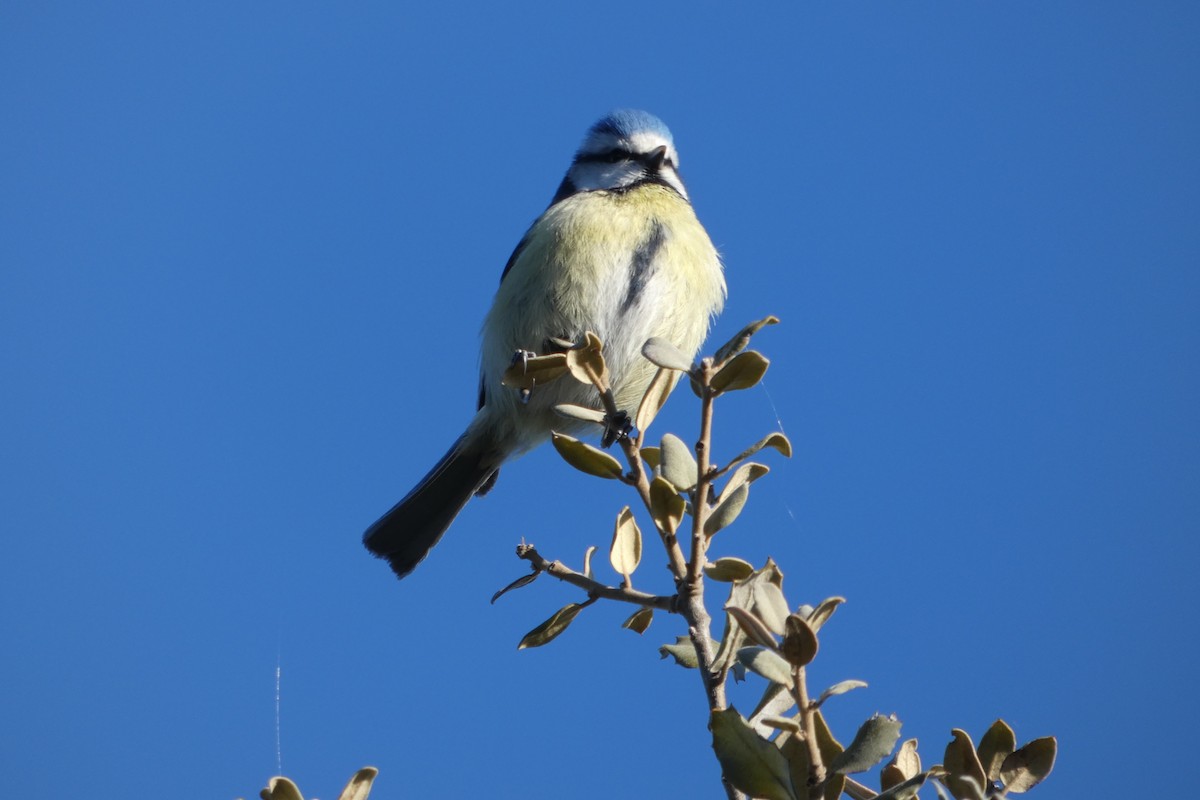 Eurasian Blue Tit - ML210427591