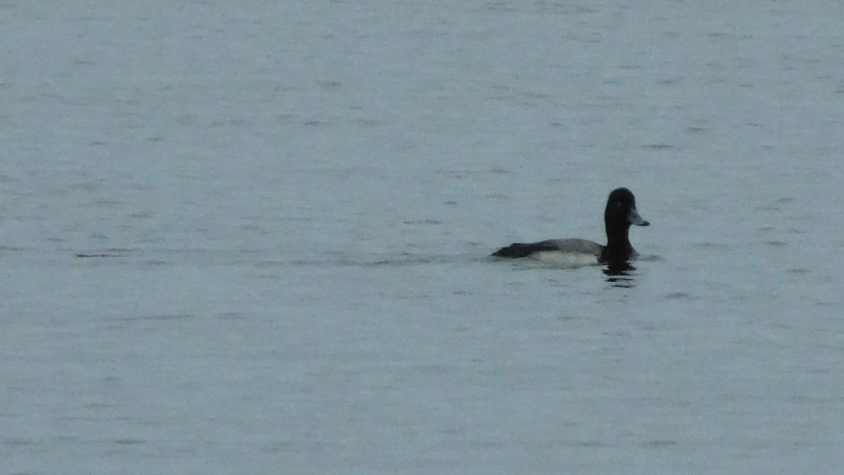 Greater Scaup - ML210427621