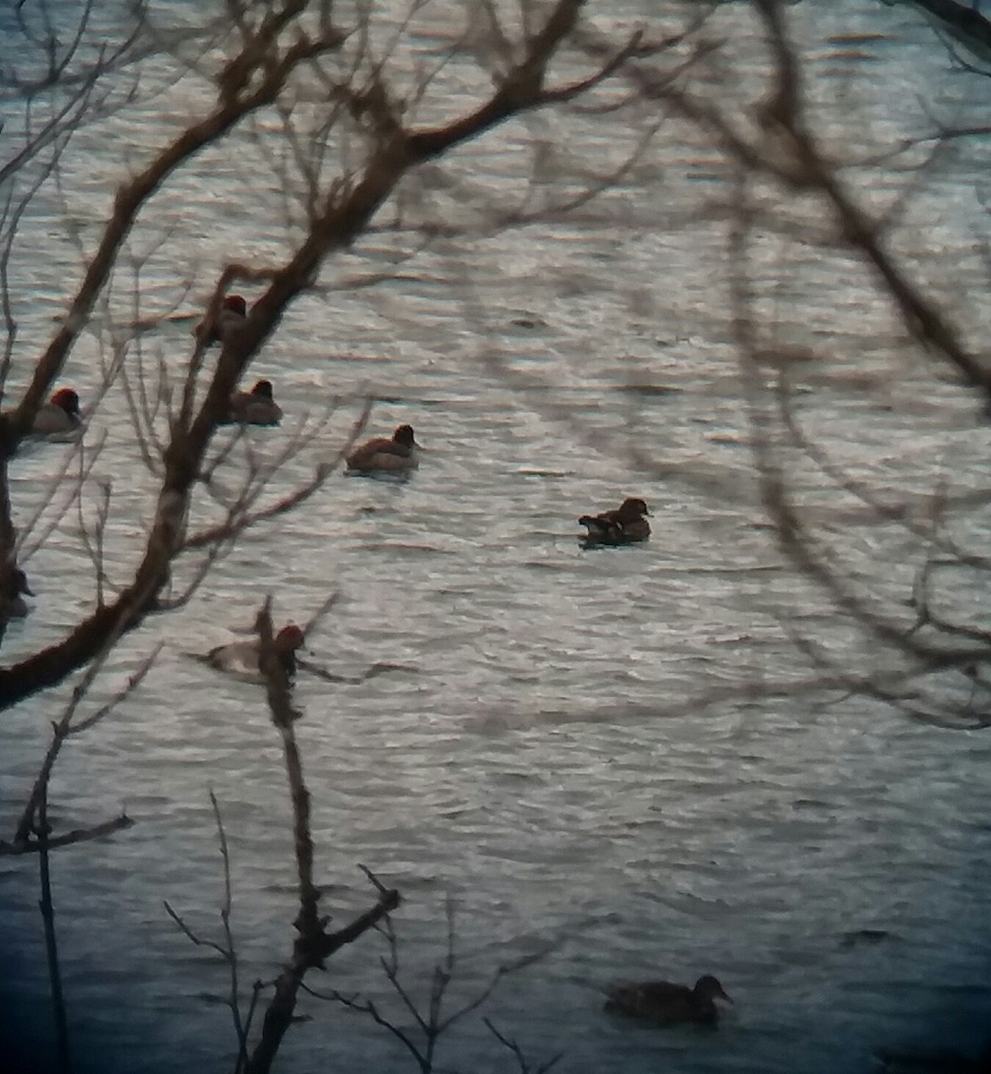 Wood Duck - ML210428701