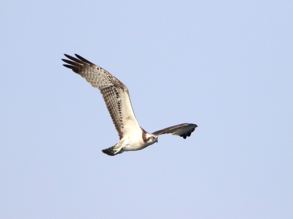 Balbuzard pêcheur - ML21042921