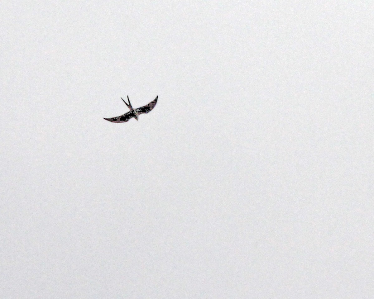 Swallow-tailed Kite - ML210429361