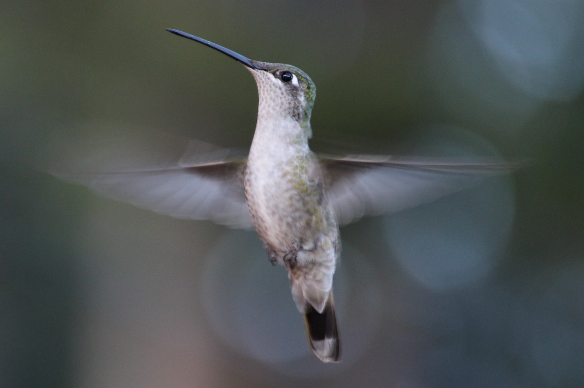kolibřík skvostný - ML21043121