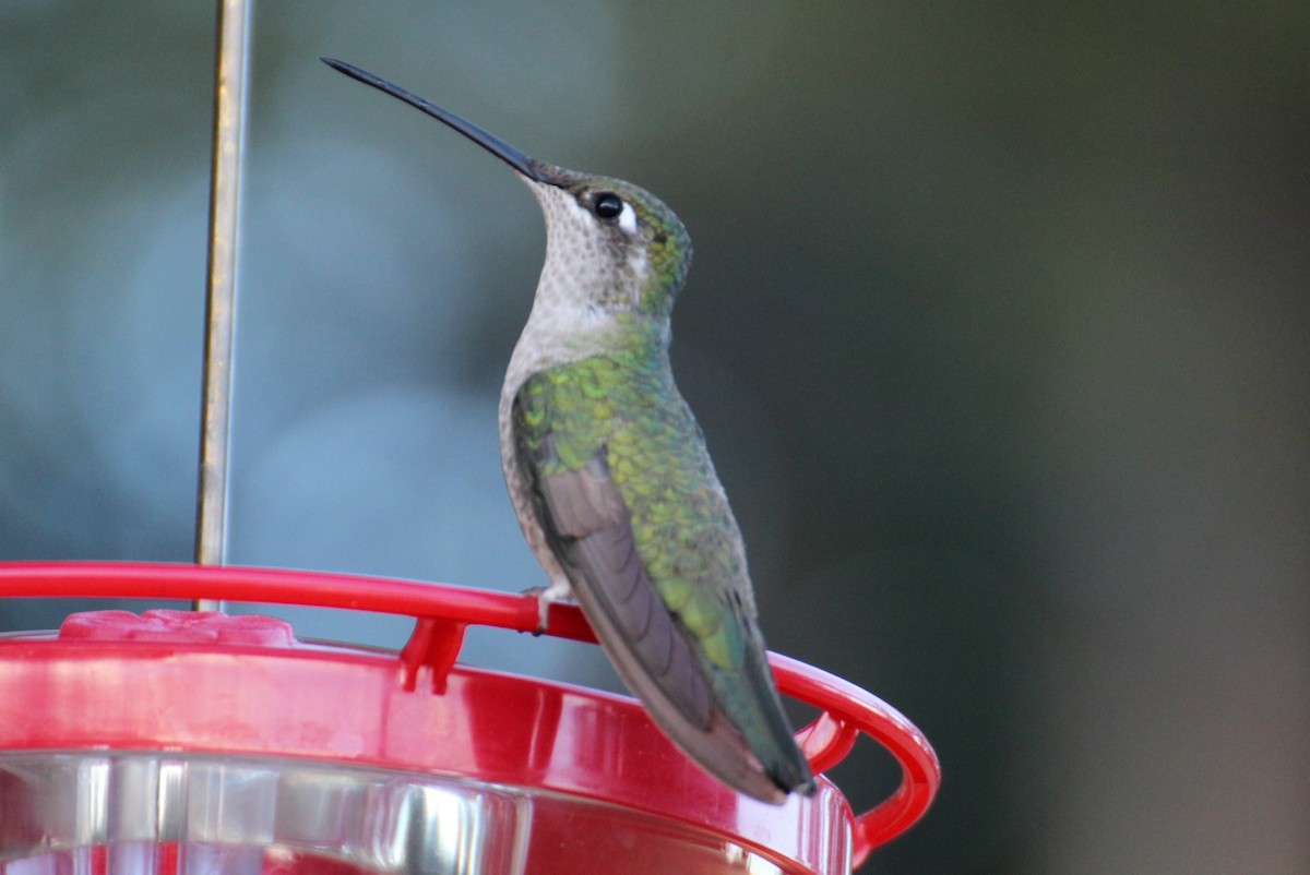 Rivoli's Hummingbird - Kathy Mihm Dunning