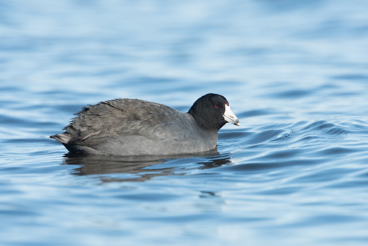 American Coot - John C. Mittermeier