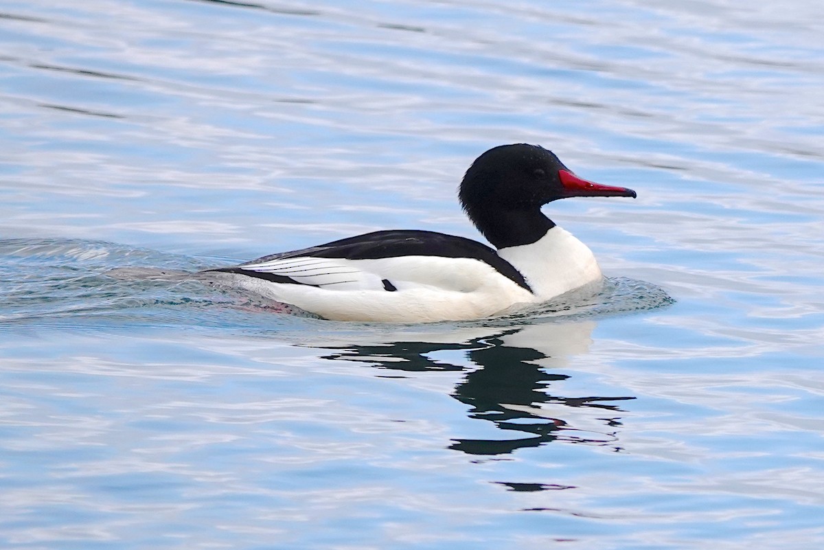 Common Merganser - Mary Kvasnic