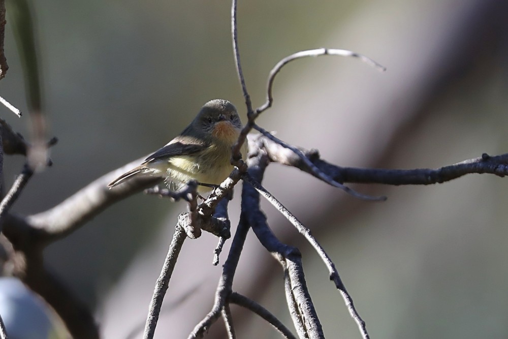 Acantiza Enana - ML210434561