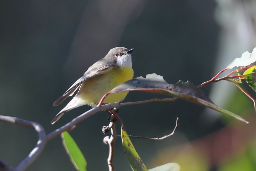 Gerigón Gorjiblanco - ML210434591