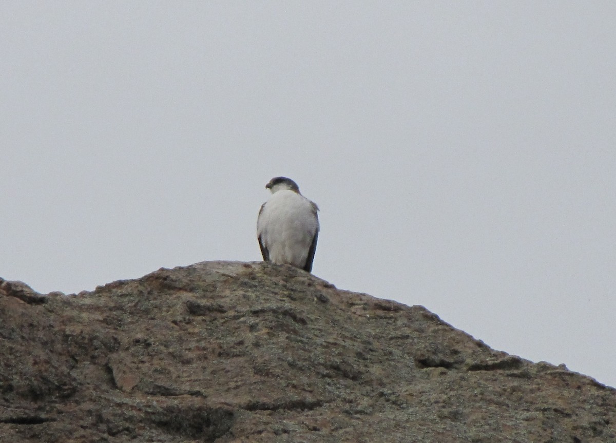 Variable Hawk - ML21043541