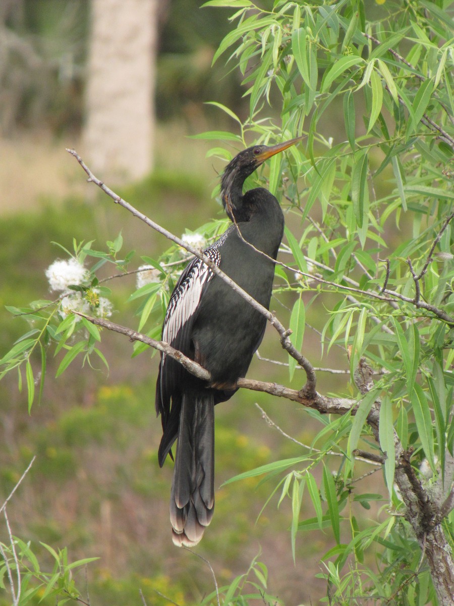 anhinga americká - ML210435811