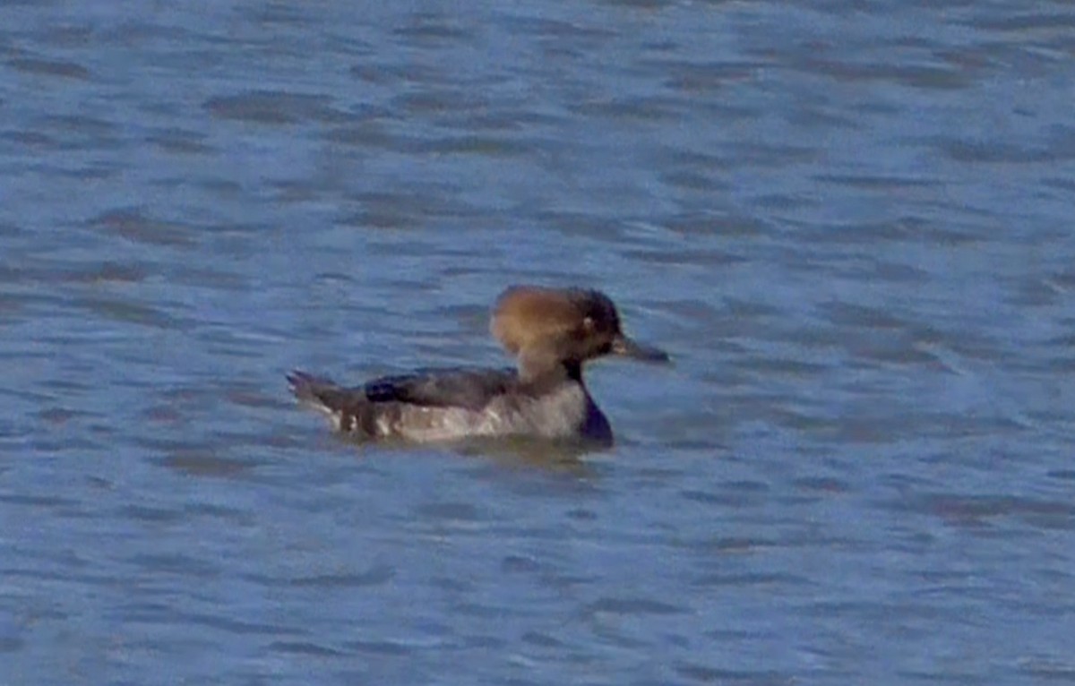 Hooded Merganser - ML210437241