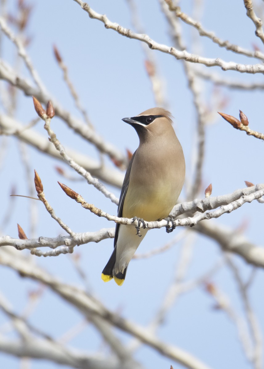 Cedar Waxwing - ML210438351