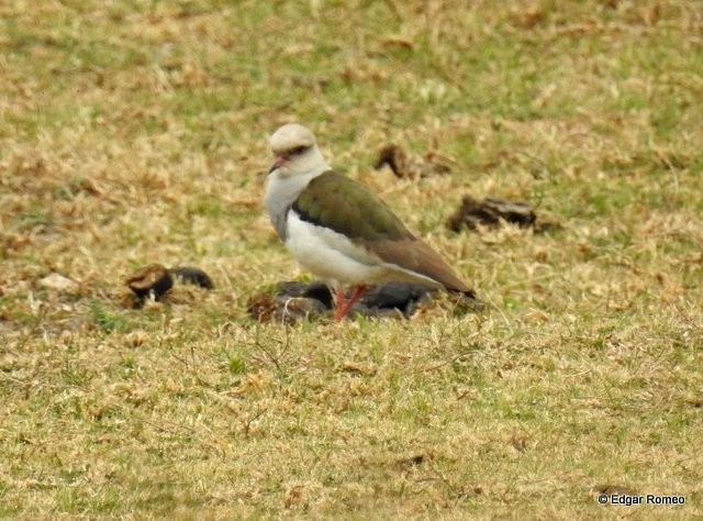 Andean Lapwing - Edgar Romeo