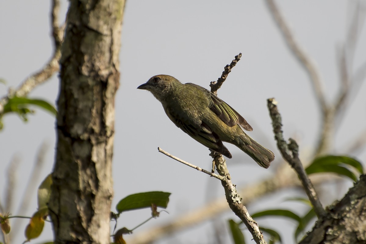 Burnished-buff Tanager - ML210439851