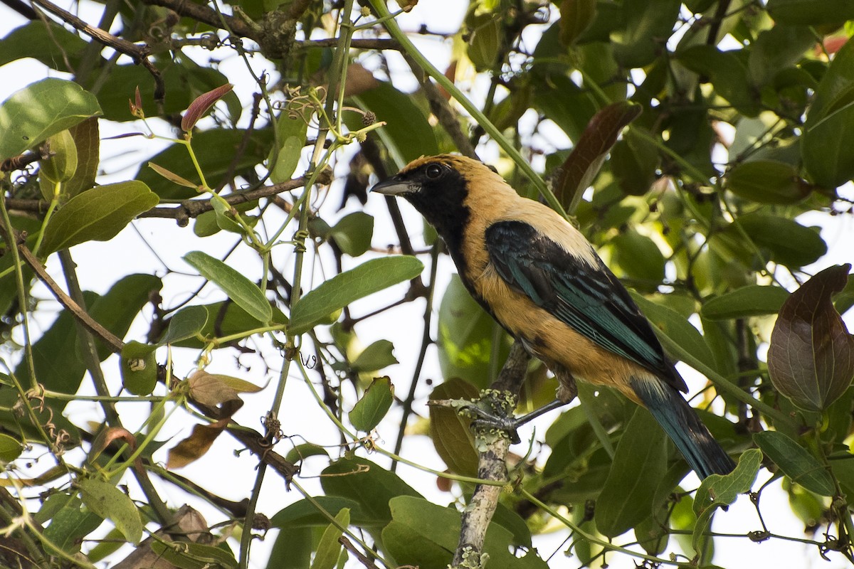 Burnished-buff Tanager - ML210439871
