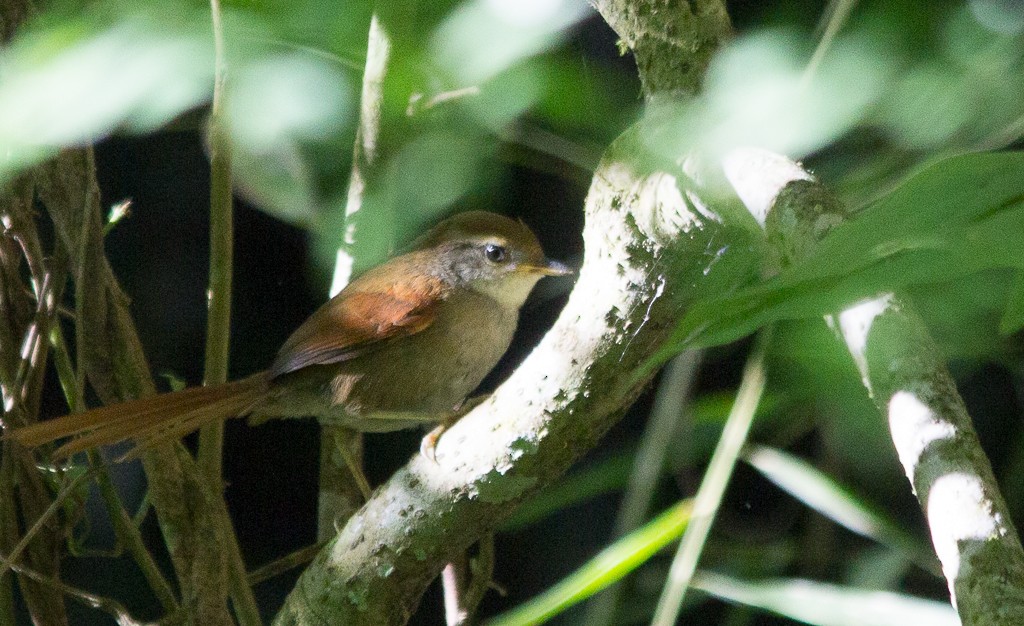Rufous-capped Spinetail - ML210440591