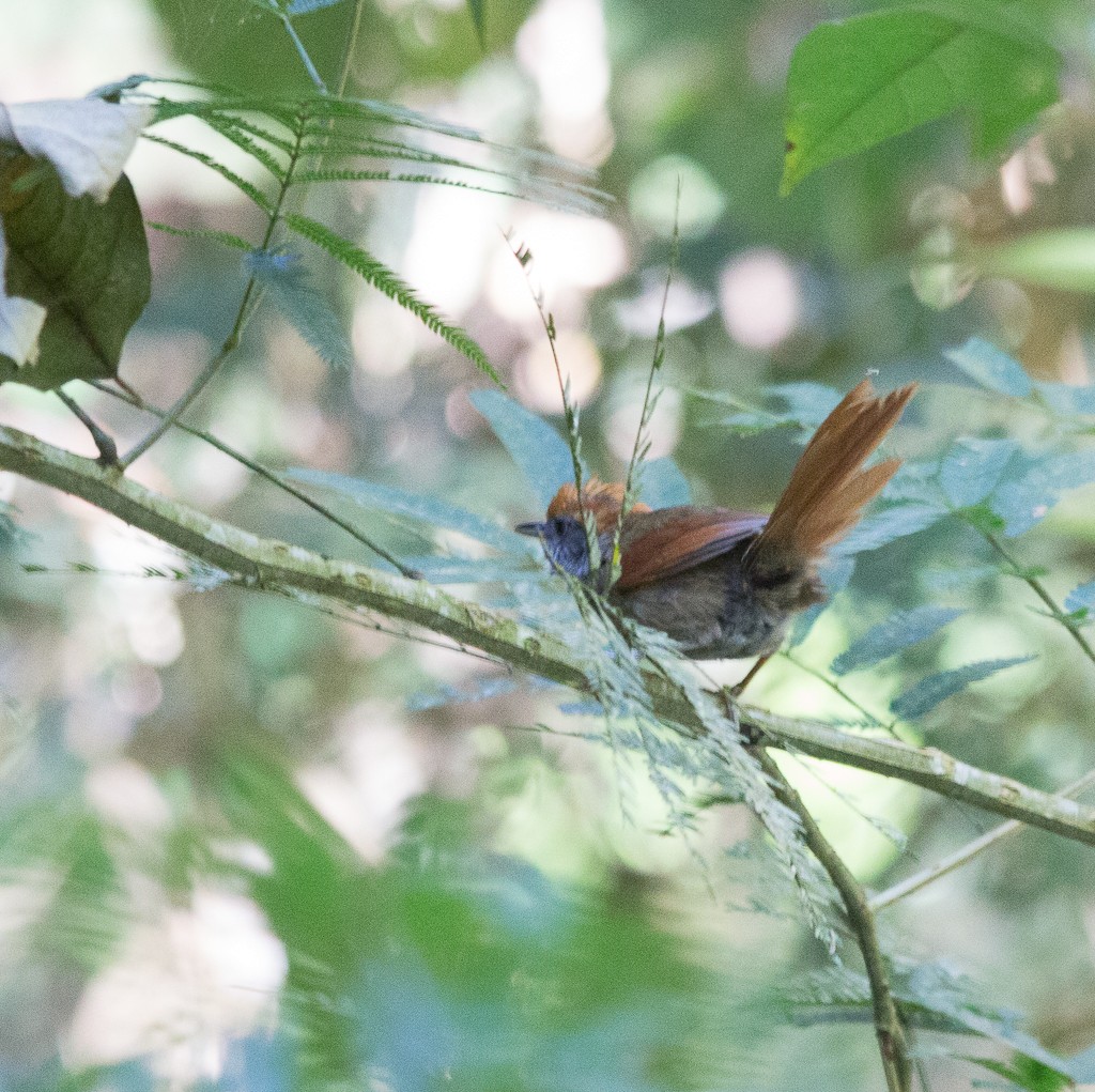Rufous-capped Spinetail - ML210440601