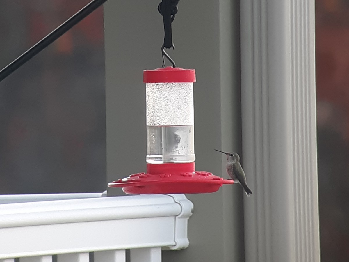 Anna's Hummingbird - ML210441051