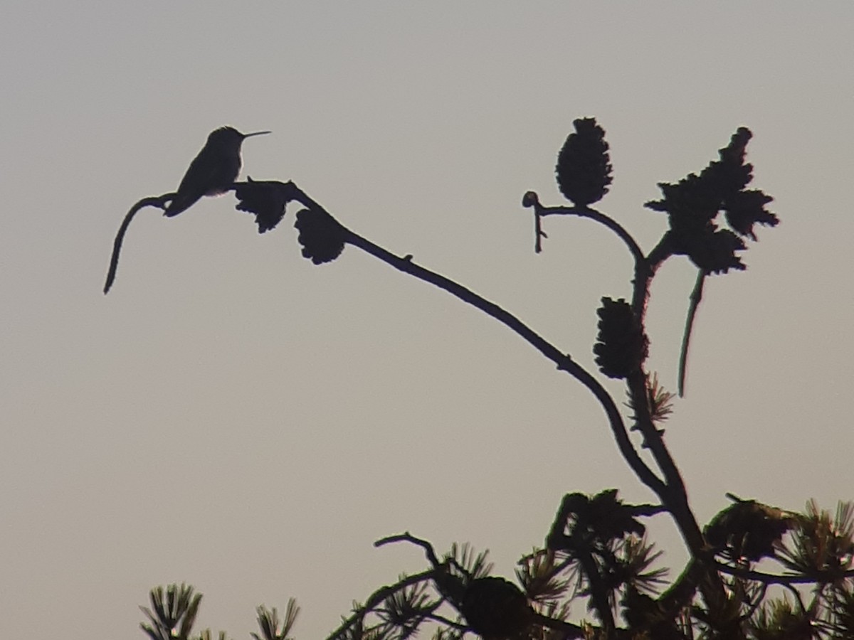 Anna's Hummingbird - ML210441071