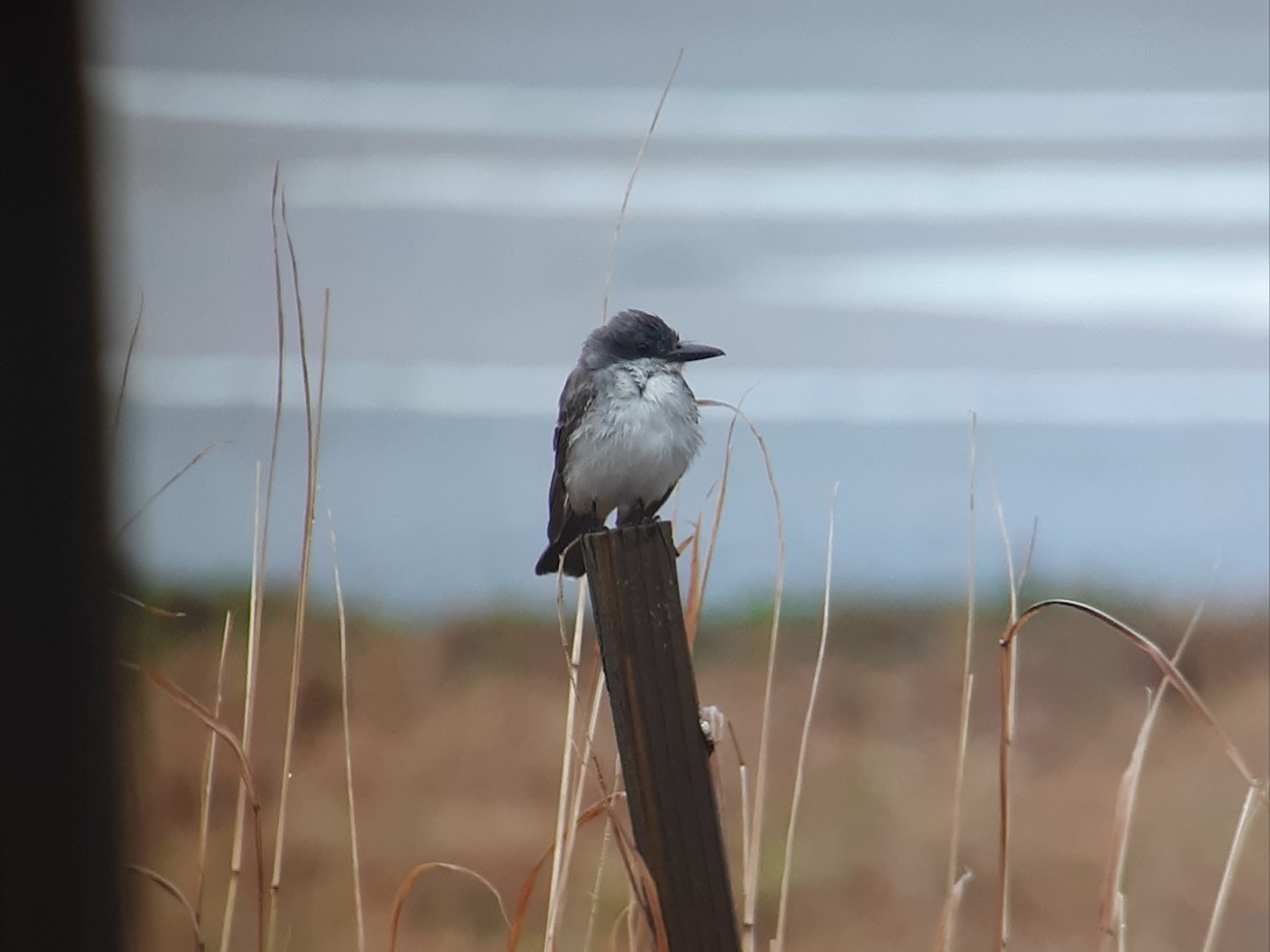 Gray Kingbird - ML210441631