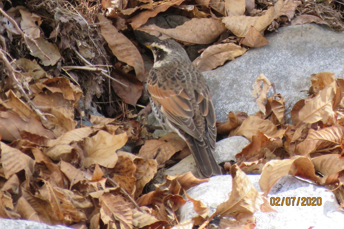 Dusky Thrush - ML210443541