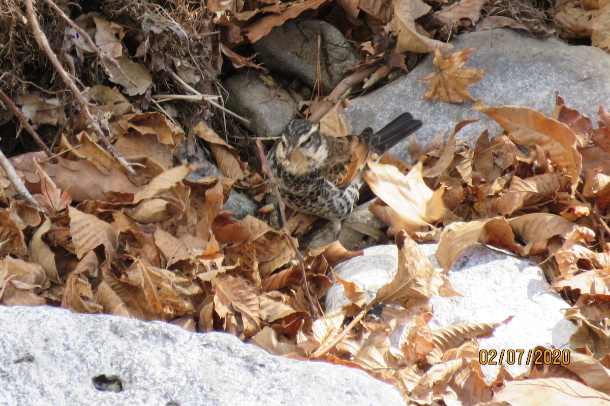 Dusky Thrush - ML210443661