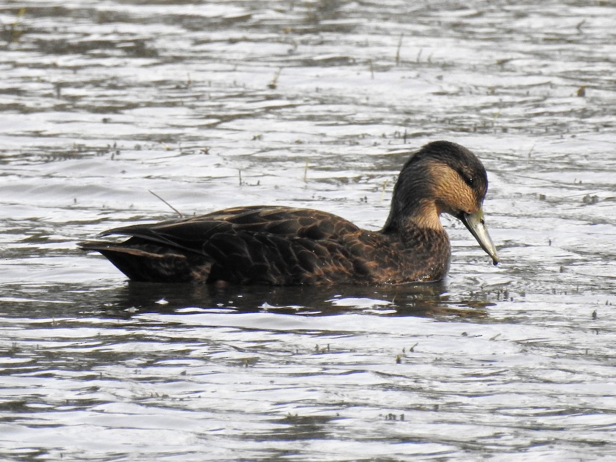 American Black Duck - S. K.  Jones