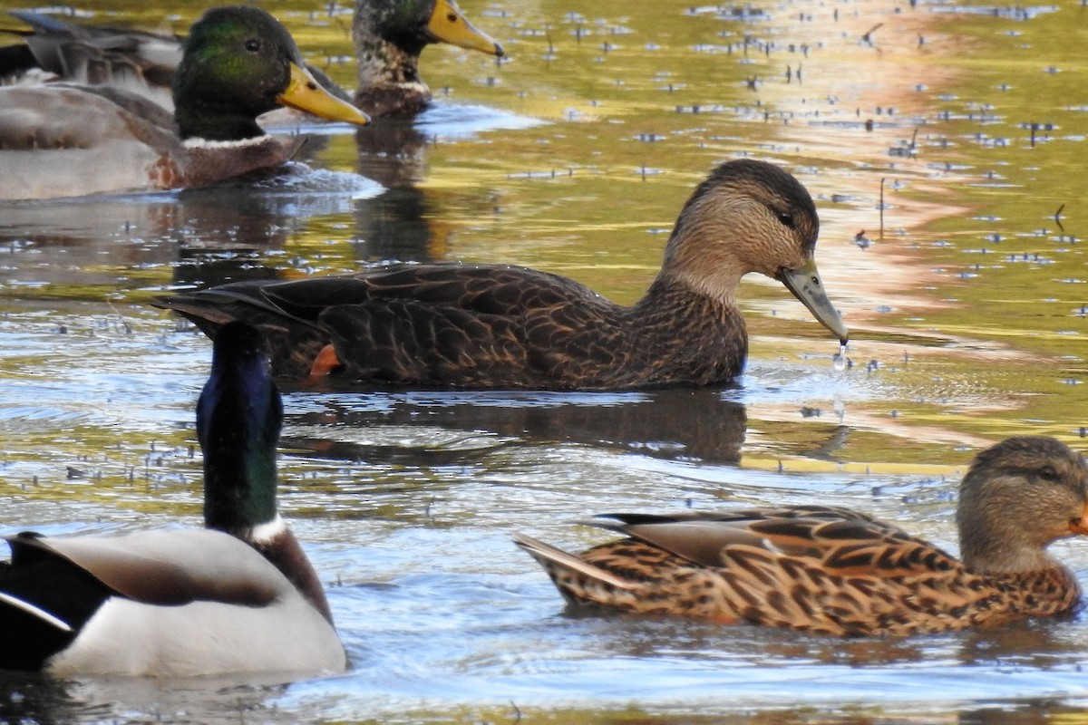 アメリカガモ - ML210444051