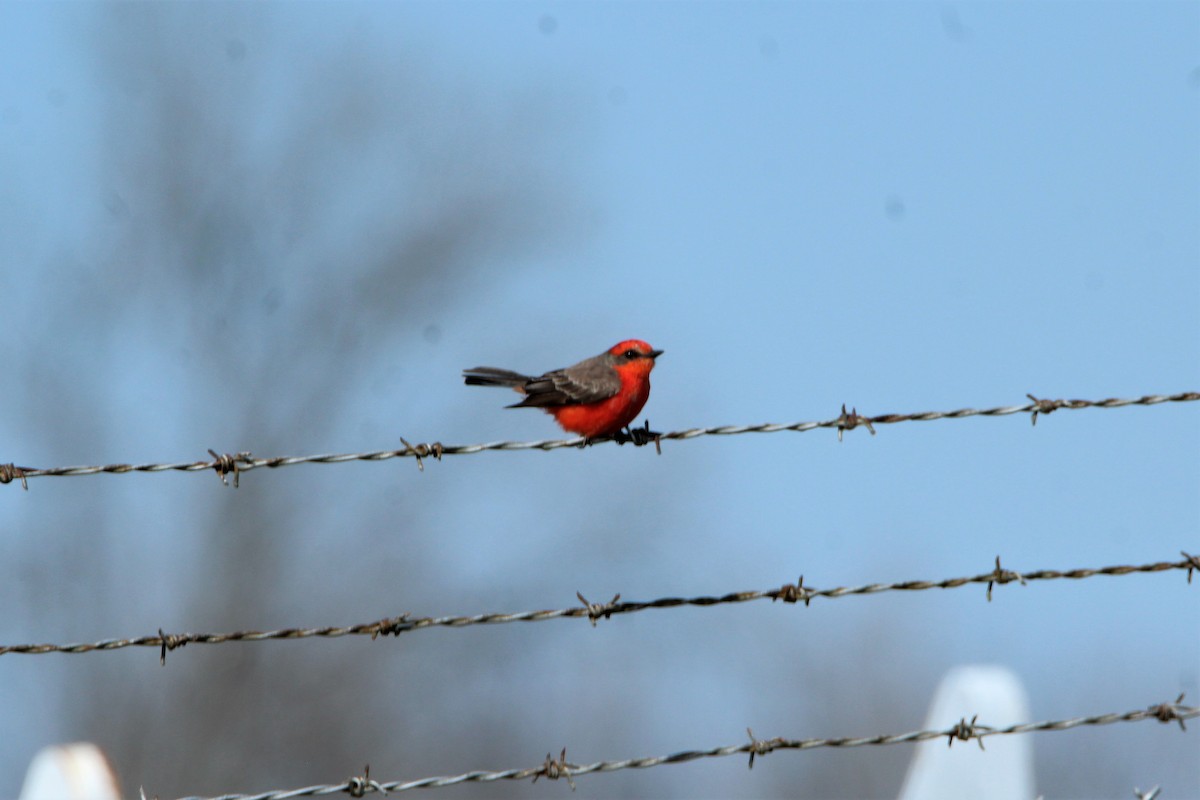 Vermilion Flycatcher - Randy Robinson