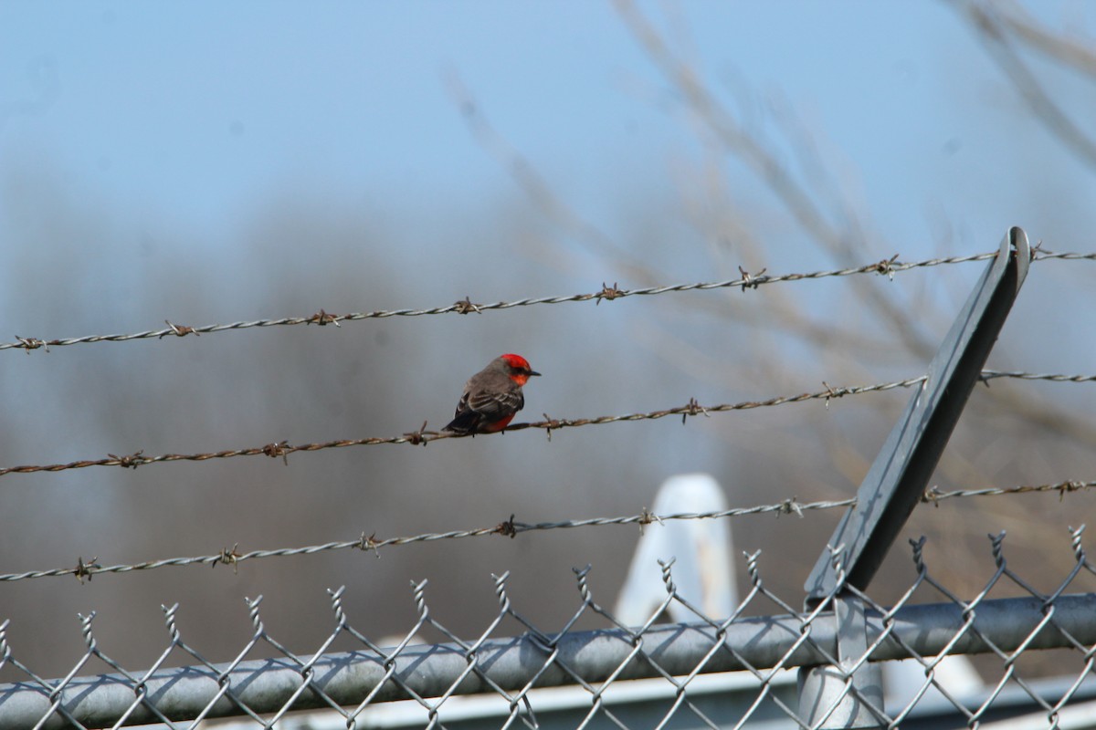 Vermilion Flycatcher - ML210444621