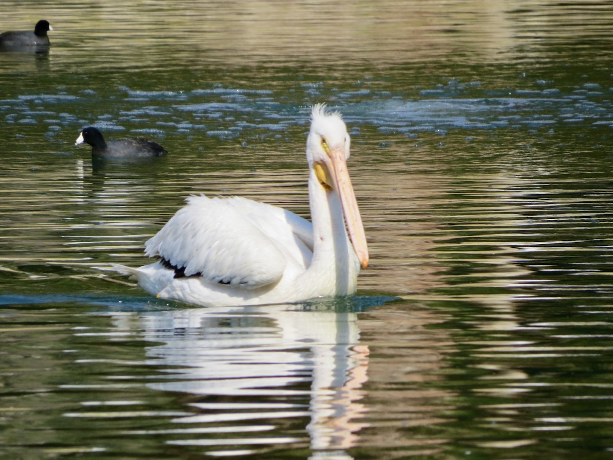 American White Pelican - ML210444901