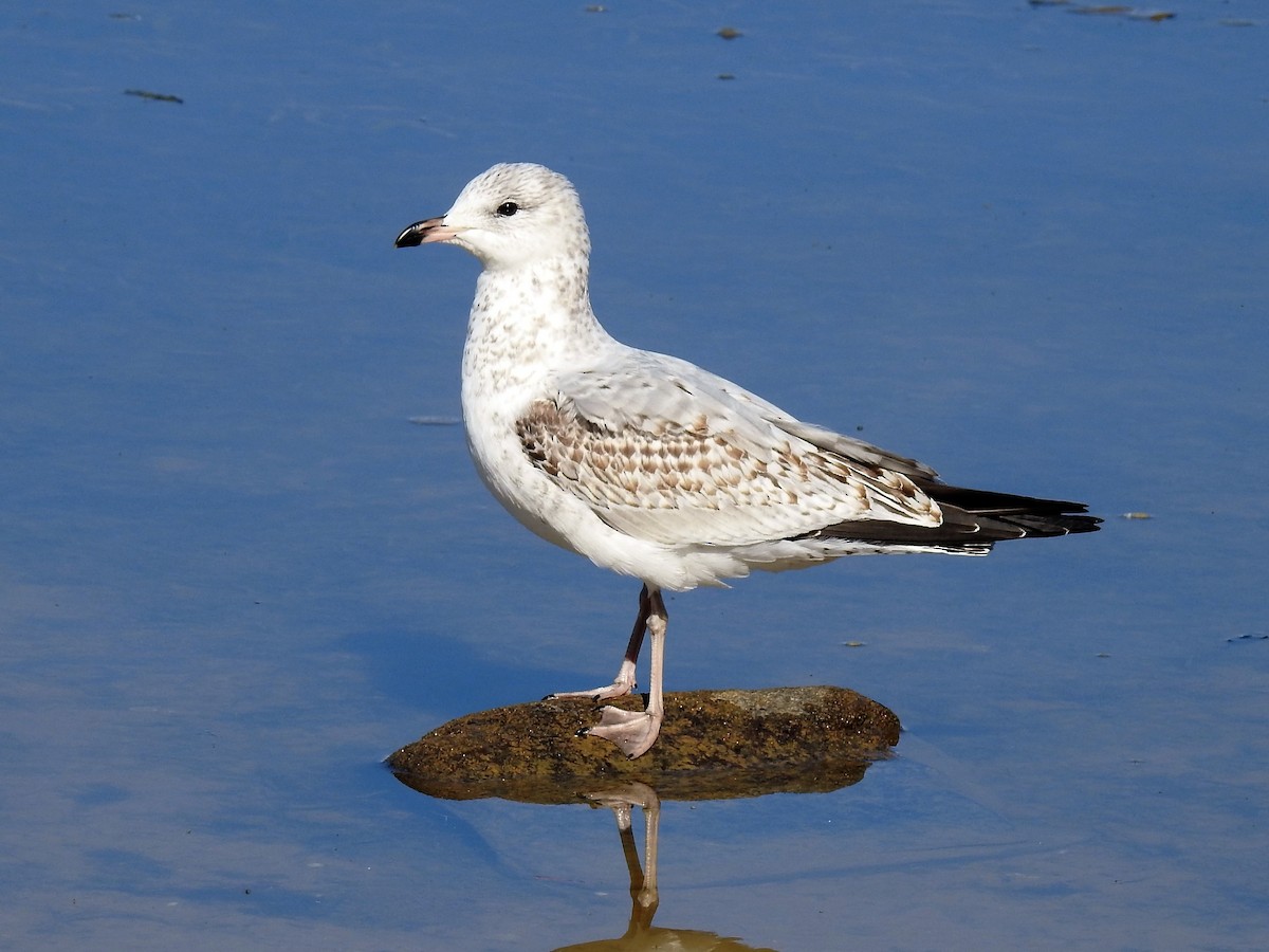 Ring-billed Gull - ML210445911