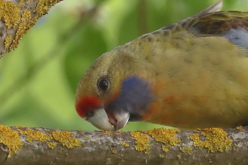 rødrosella (flaveolus) (gulrosella) - ML210446361