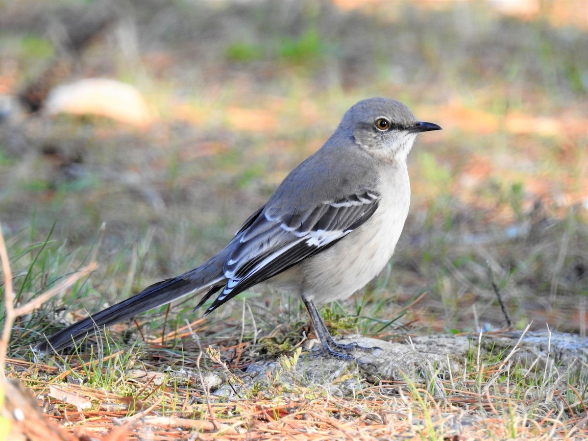 Northern Mockingbird - ML210447241