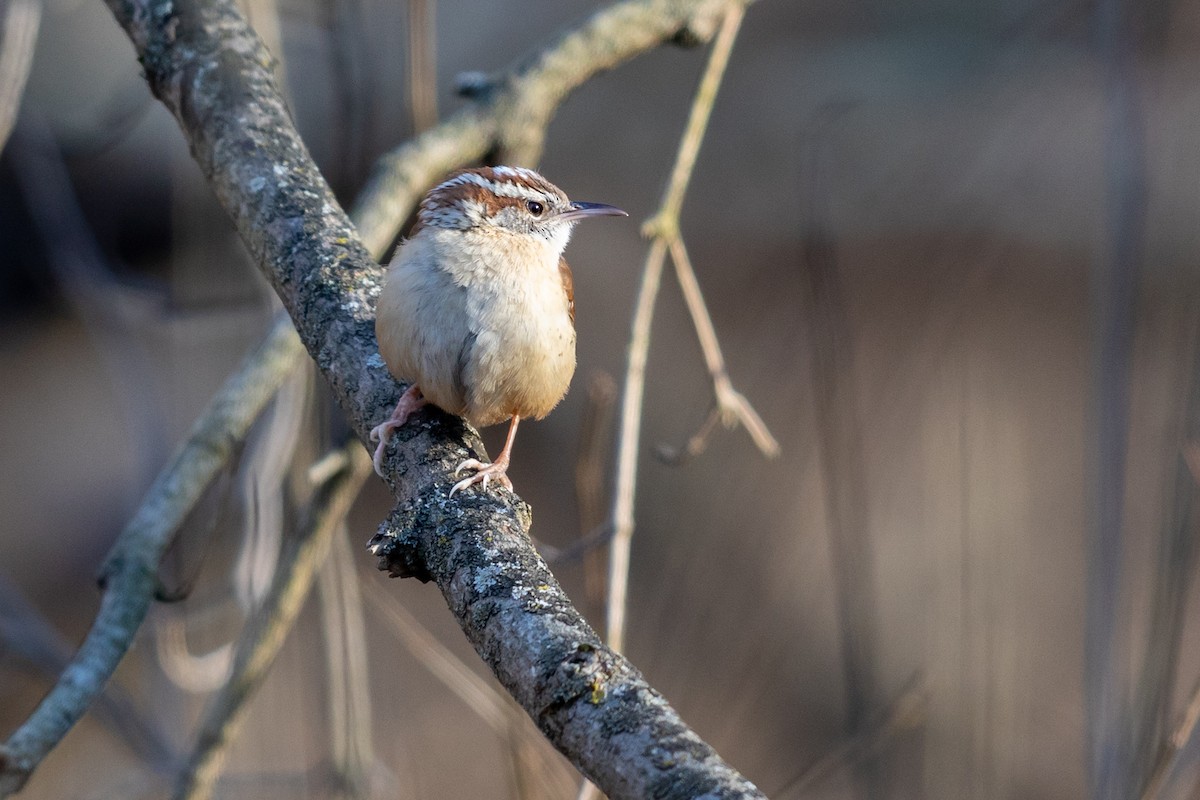 Carolina Wren - ML210448151