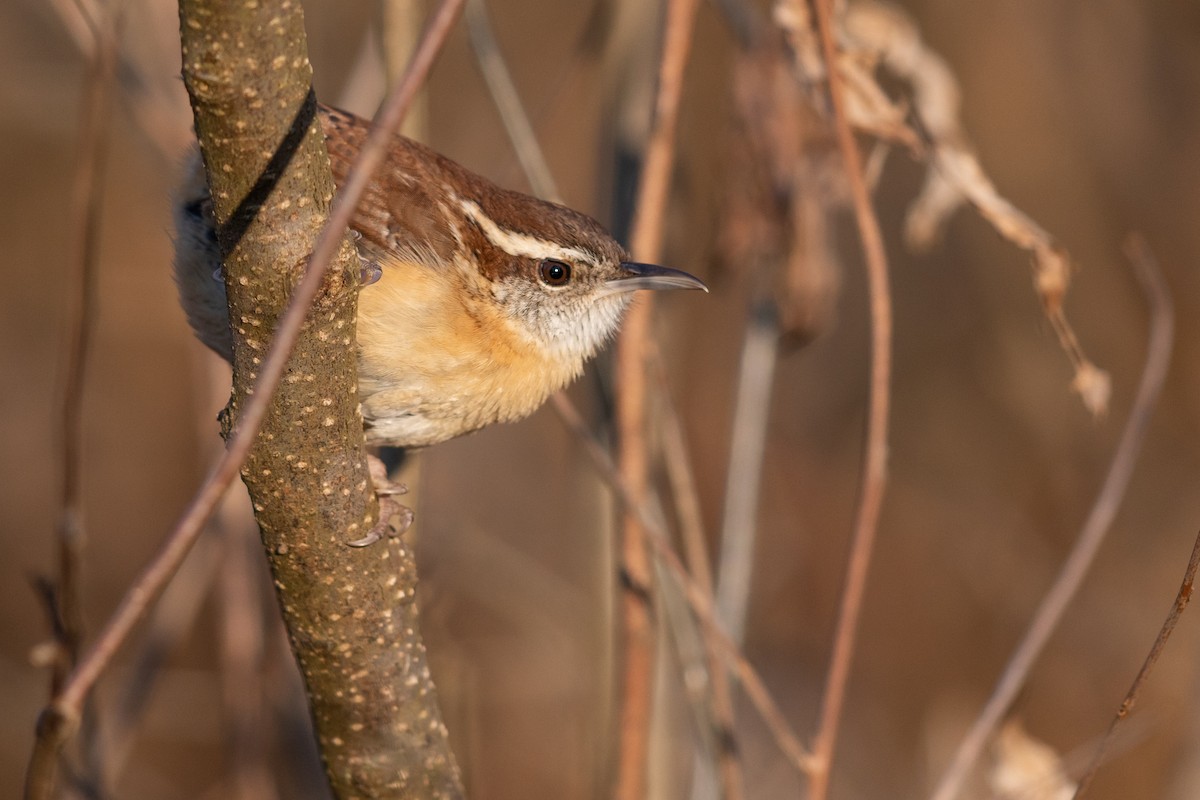 Carolina Wren - ML210448201