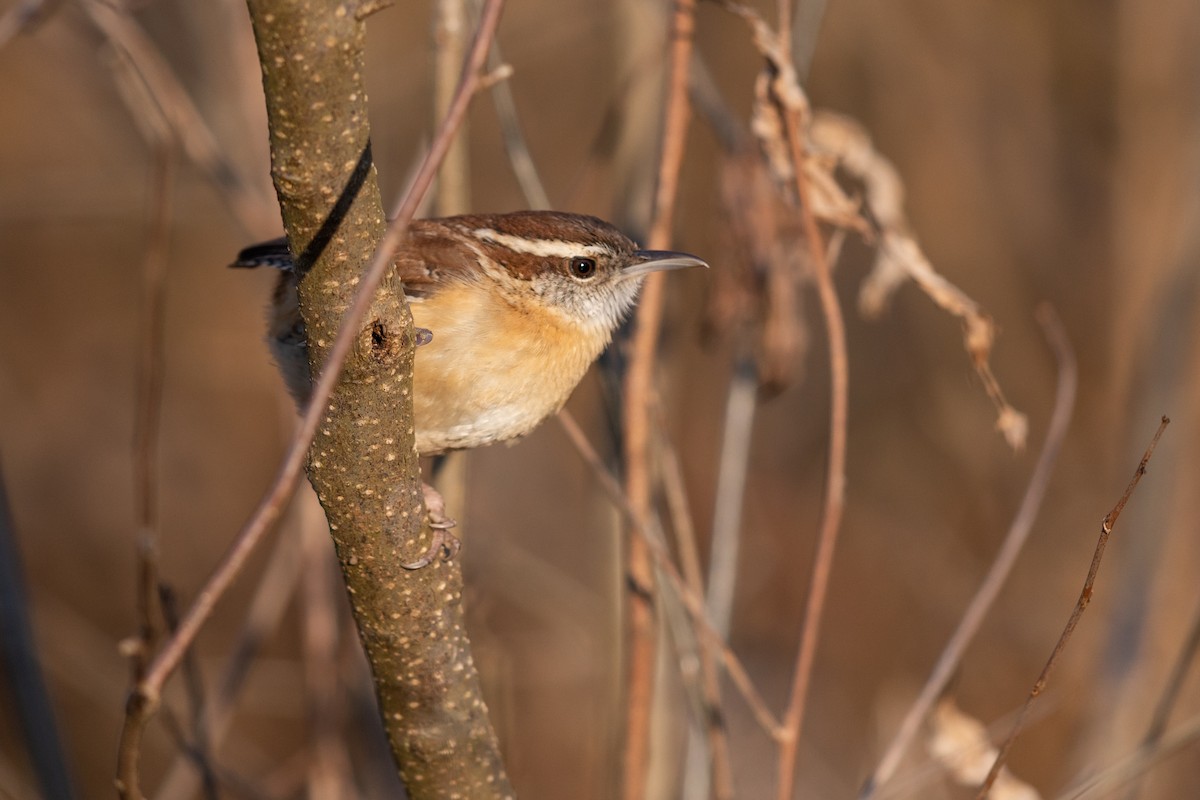 Carolina Wren - ML210448211