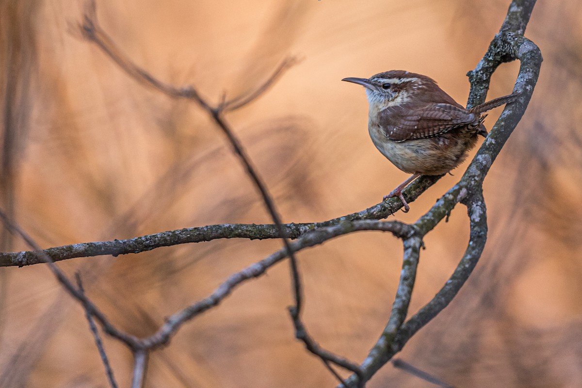 Carolina Wren - ML210448311