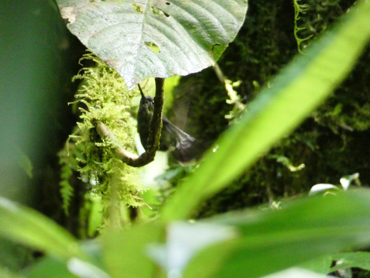 Green-fronted Lancebill - ML210448441