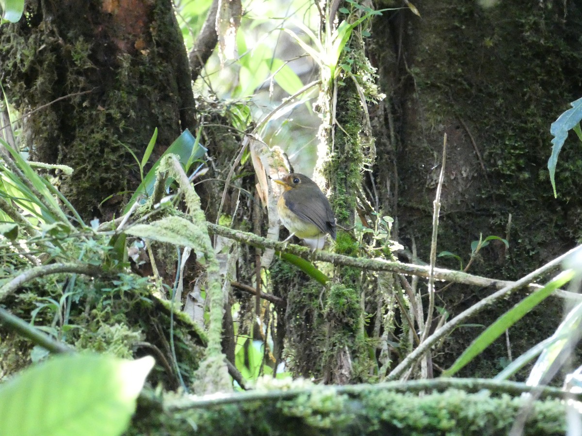 Ochre-breasted Antpitta - Roberto  Garrigues