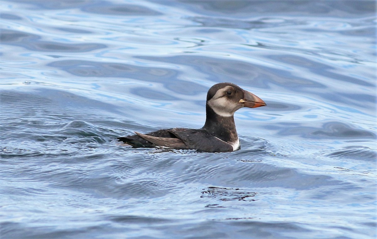 Atlantic Puffin - Peter Flood