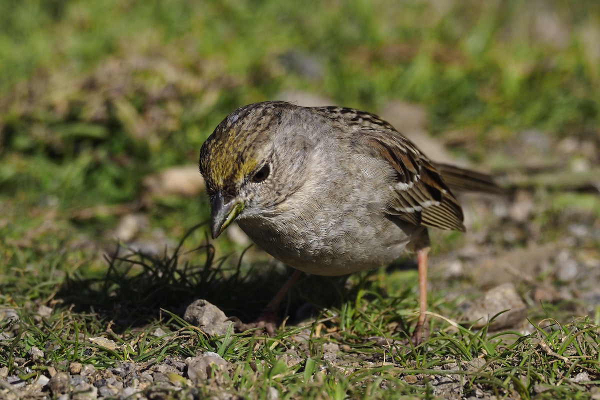Golden-crowned Sparrow - ML210450731