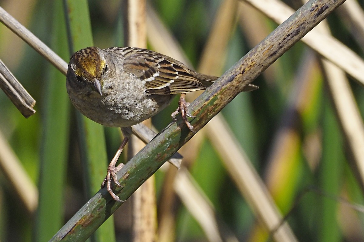 Golden-crowned Sparrow - ML210450741