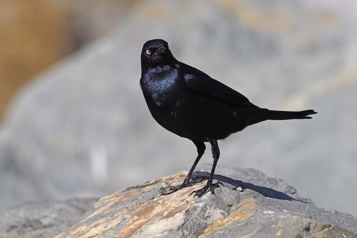 Brewer's Blackbird - ML210450911