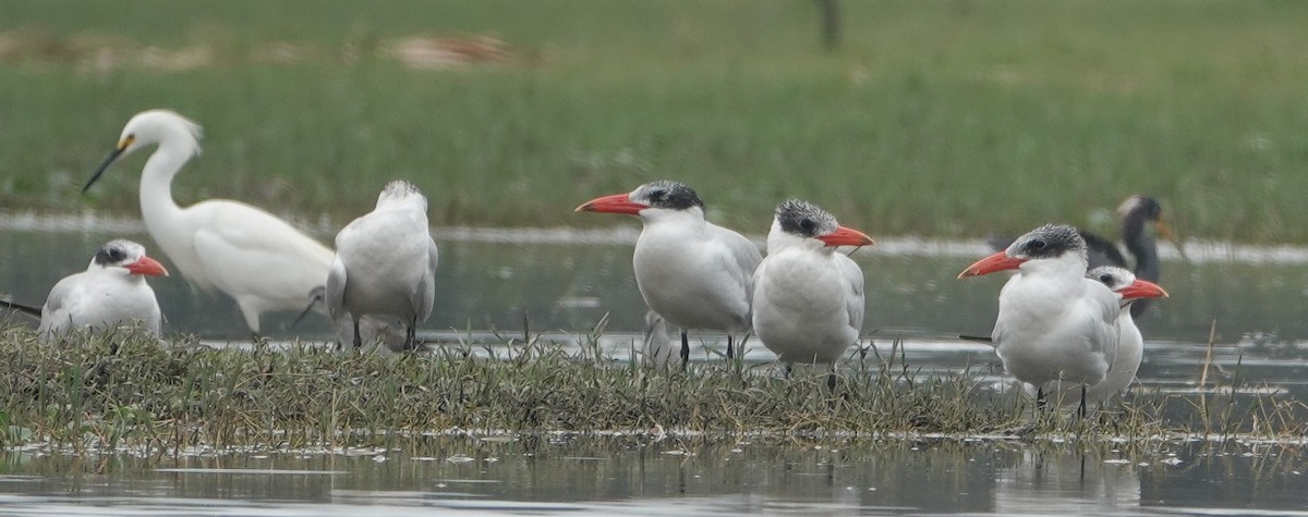 Caspian Tern - Kathie Rosse