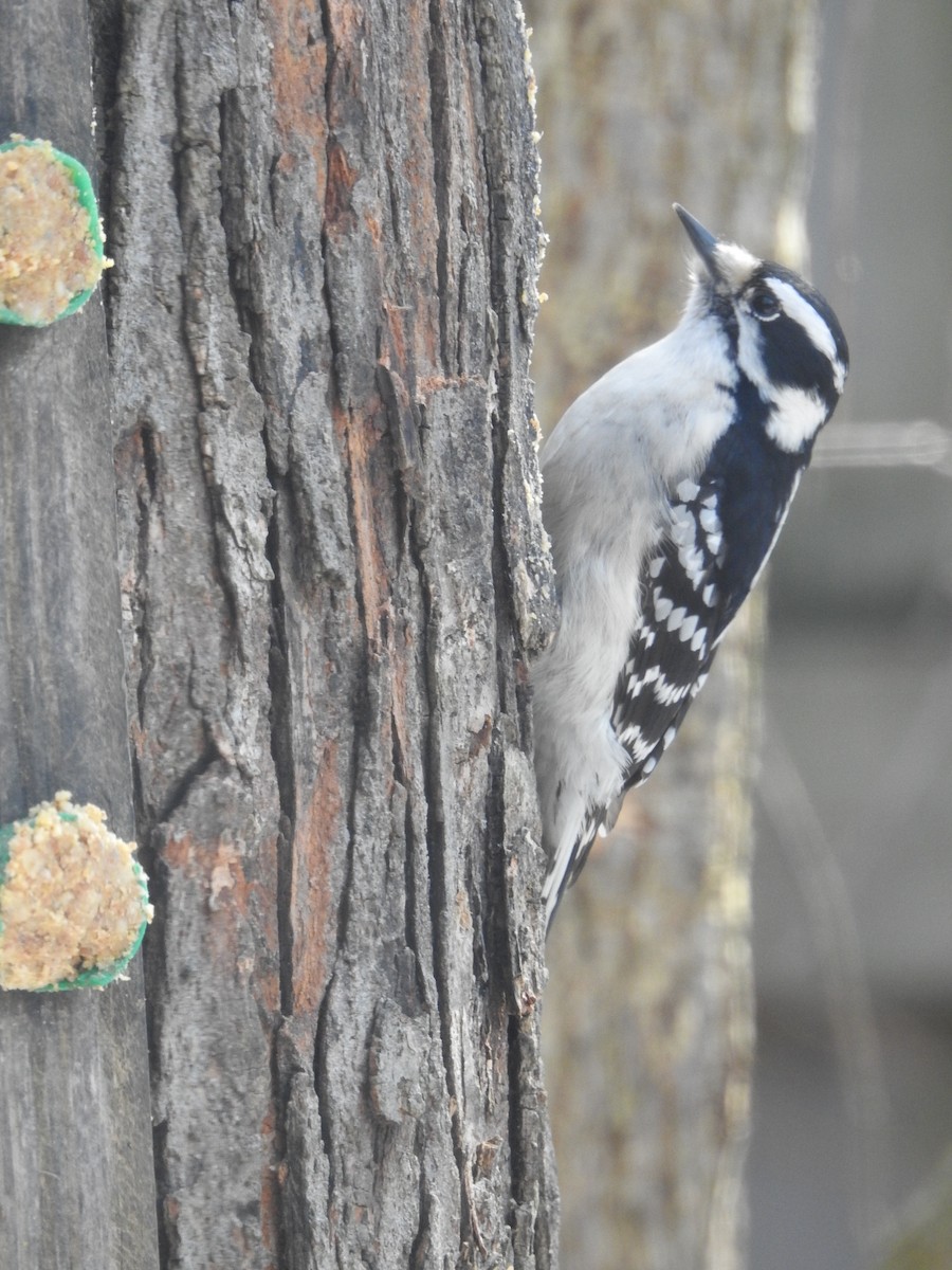 Downy Woodpecker - ML210452491
