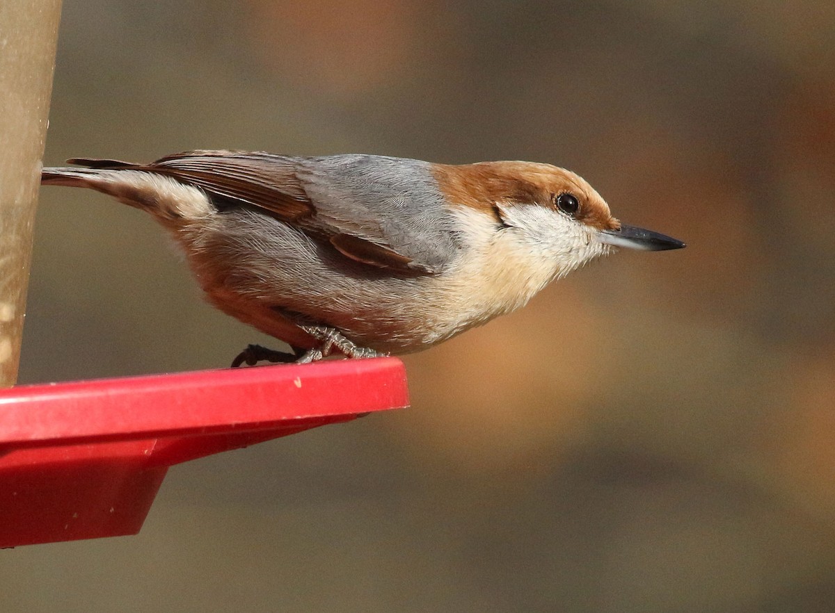 Brown-headed Nuthatch - ML210454731