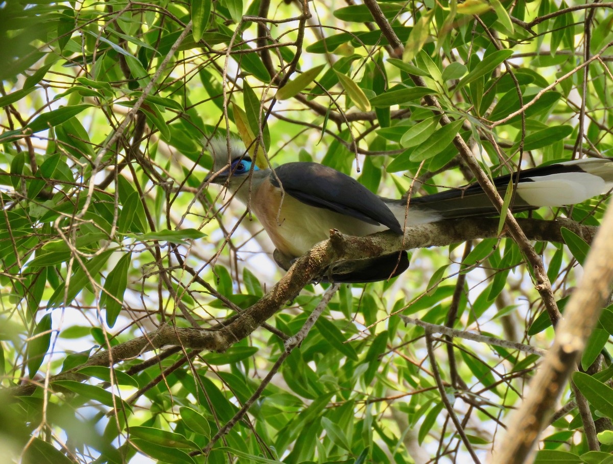 Crested Coua - ML210455341